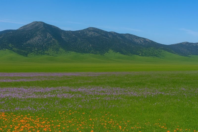 Weeding And Mulching in Rosamond, CA