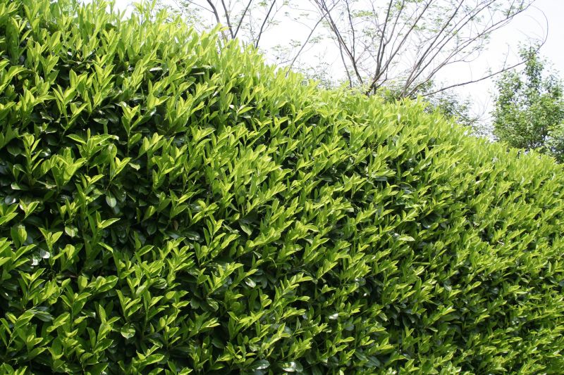 Shrub Replacement